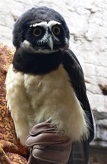 Spectacled owl (Pulsatrix perspicillata) – Best Places In The World To Retire – International Living